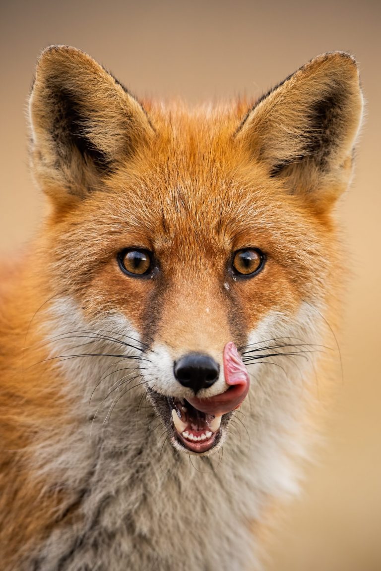 Red fox with mouth open looking to the camera